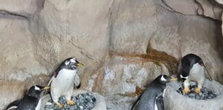 San Valentino, all’Acquario di Genova anche pinguini festeggiano l’amore Pinguini Acquario san valentino