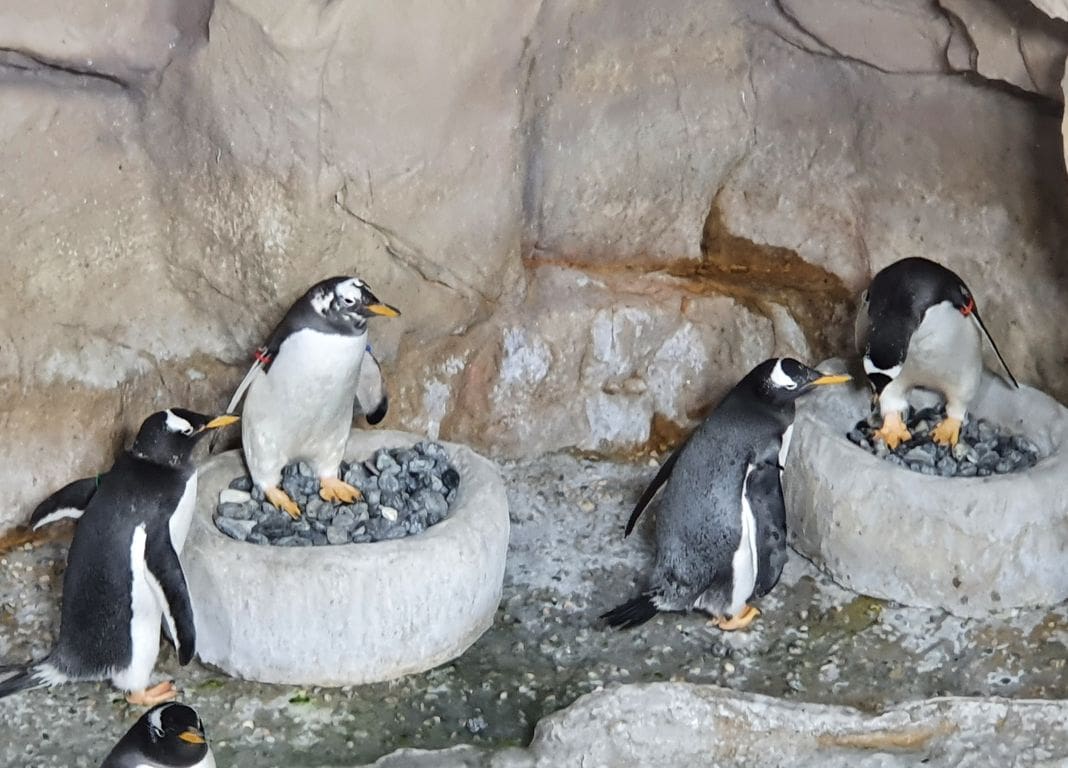 Pinguini Acquario san valentino
