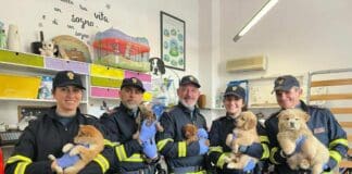 Savona, polizia stradale salva 41 cuccioli destinati al traffico illegale Polizia stradale Savona cuccioli