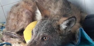 Genova, ancora troppo grave il Lupo ferito, operazione rinviata Lupo ferito Genova