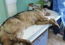 Savona, operato il Lupo ferito ad una zampa Lupo ferito Savona operato