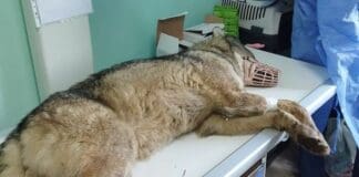 Arenzano, lupo travolto da un’auto sull’Aurelia Lupo ferito Savona operato