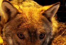 Genova, incontro ravvicinato con il Lupo a Bavari Lupo ferito Savona