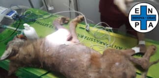 Genova, operato alla zampa il Lupo ferito a Moconesi, sta migliorando Lupo ferito Moconesi operato