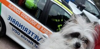 Camporosso, veglia il padrone morto in casa per tre giorni, ora cerca adozione cagnolino Camporosso padrone morto