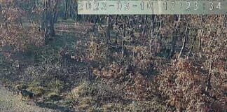 Savignone, cane sbranato dai lupi, ma i lupi non c’entrano affatto cane cecoslovacco Savignone