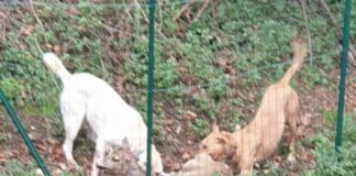 Genova, capriolo sbranato da cani senza guinzaglio a Struppa capriolo sbranato cani liberi