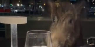 Santa Margherita Ligure, cinghiali rubano l’aperitivo ai Turisti Santa Margherita Ligure, cinghiale aperitivo turisti