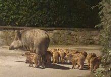 Rapallo, lanciano pietre ad un cucciolo di cinghiale: ragazzini denunciati dagli animalisti cinghiali strada Santa Margherita Ligure