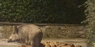 Genova, aggredito da un cinghiale mentre portava a spasso il cane cinghiali strada Santa Margherita Ligure