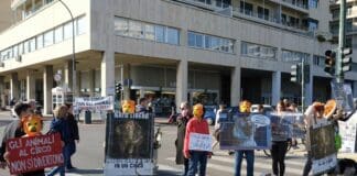 Genova, arriva il circo, venerdì la protesta degli ambientalisti Circo protesta Genova