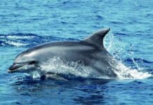 Albisola, Guardia Costiera e Menkab portano il mare a scuola Delfino