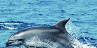 Acquario di Genova insegnerà come evitare di disturbare i delfini in mare Delfino