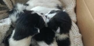 Genova, sei gattini abbandonati in un sacchetto, salvati dai volontari del canile gattini abbandonati Monte Contessa Genova