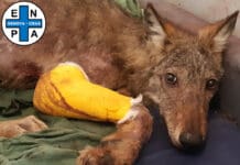 Genova, migliora il lupo ferito curato da Enpa, presto sarà operato Lupo ferito Enpa genova