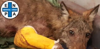 Genova, operazione salva zampa per il giovane Lupo ferito Lupo ferito Enpa genova