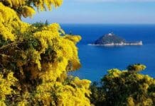 Festa della Donna, mimosa a prezzi stellari per siccità e cambiamenti climatici mimosa Liguria