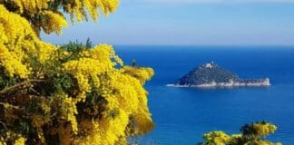 Festa della Donna, mimosa a prezzi stellari per siccità e cambiamenti climatici mimosa Liguria