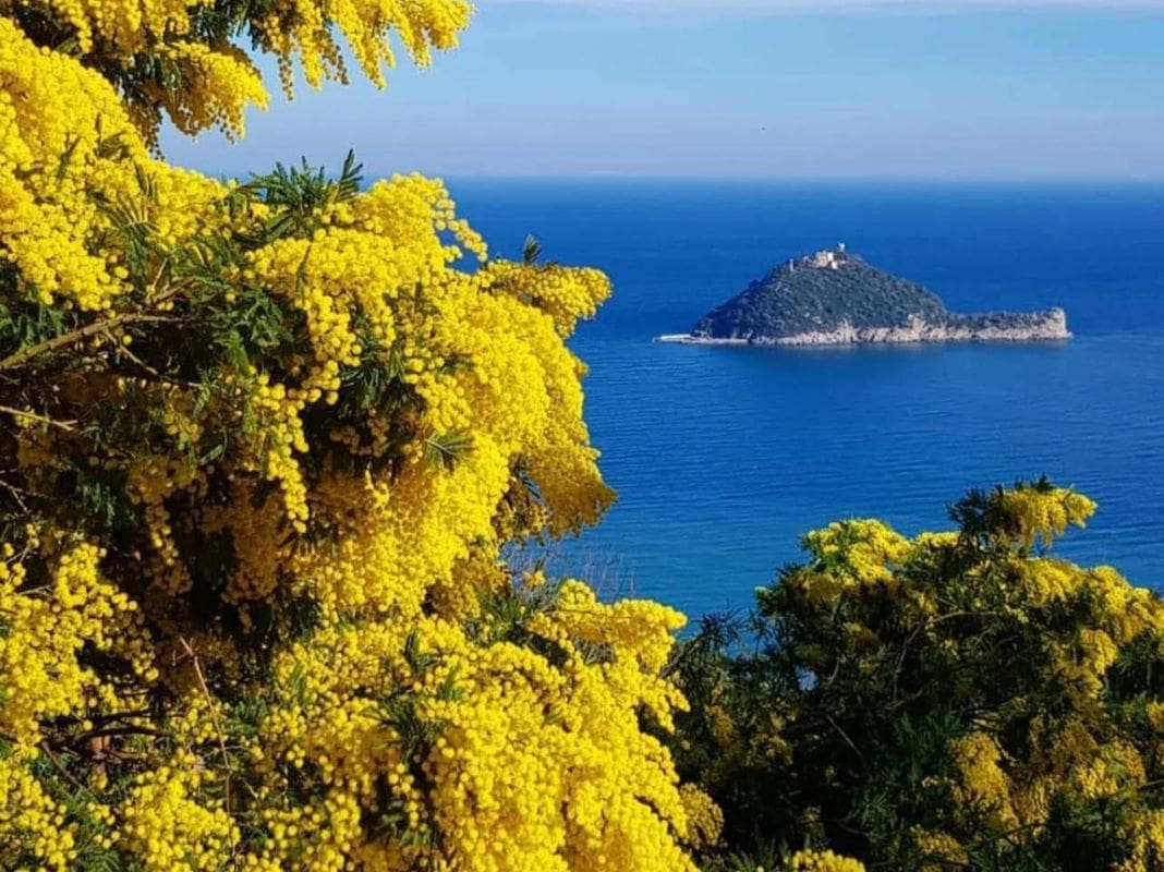 mimosa Liguria