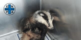 Genova, tasso malato a Sant’Ilario, soccorso dai volontari Enpa tasso Sant'Ilario Genova