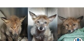 Genova, migliora il volpacchiotto con la rogna salvato a Quezzi volpe rogna Quezzi Enpa Genova