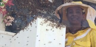 Casarza Ligure, sciame di api nel cimitero, arriva l’apicoltore Casarza Ligure api cimitero Pamela Bottino