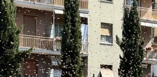 Rapallo, sciame di api al Circolo Golf Tennis