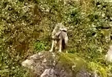 Genova, avvistato un Lupo in zona Molinetto a Quezzi Lupo Quezzi Genova