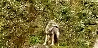 Genova, confermato avvistamento Lupo a Quezzi Lupo Quezzi Genova