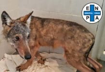 Genova, migliora il Lupo ferito e operato da Enpa Lupo salvato Moconesi Enpa Genova
