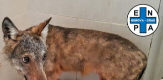 Genova, migliora il Lupo ferito e operato da Enpa Lupo salvato Moconesi Enpa Genova