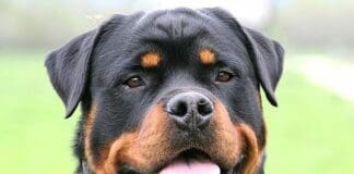 Donna uccisa dal cane del fratello, progetto per affido e recupero del rottweiler Rottweiler