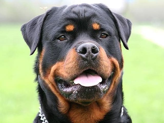 Rottweiler