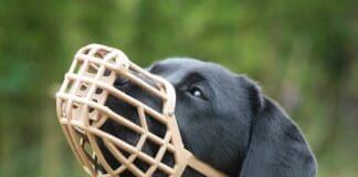 Genova, cani gratis sui bus ma sempre con museruola e guinzaglio cane museruola