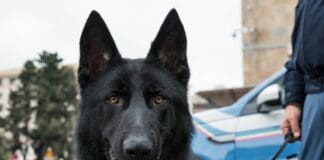Genova, controlli con cani antidroga in corso Italia, 3 denunciati cane poliziotto Almo Nature