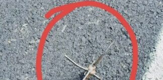 Rossiglione, chiodi sulla strada statale 456 chiodi strada statale 456 Rossiglione