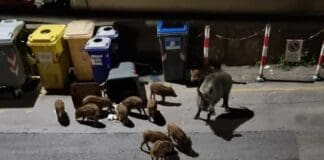 Genova, cinghiali a spasso anche ad Albaro cinghiali