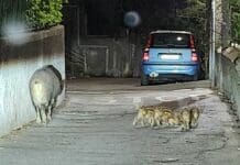 Genova, cinghiali a spasso per le strade di Albaro cinghiali via Castagnola Sturla Genova