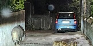 Genova, cinghiali a spasso per le strade di Albaro cinghiali via Castagnola Sturla Genova
