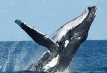 Acquario di Genova ospita corso di formazione per osservatori di mammiferi marini Megattera