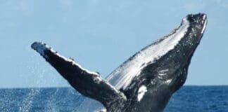 Maxi cisterna contenente acido solforico tra i container caduti in mare Megattera