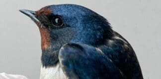 Genova, morta la prima rondine salvata dopo incidente rondine Enpa