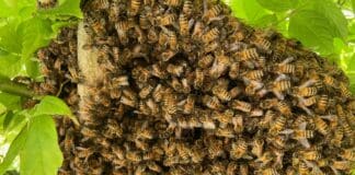 Sestri Levante, sciame di api vicino alla Scuola di piazza della Repubblica sciame api Begato 26 aprile 2023