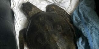 Imperia, tartaruga Caretta caretta salvata durante una regata Tartaruga caretta caretta salvata Imperia