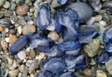 Tornano le velelle sulle spiagge della Liguria velelle, barchette san Pietro