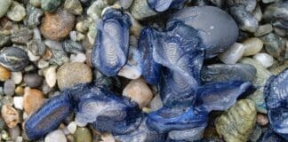 Tornano le velelle sulle spiagge della Liguria velelle, barchette san Pietro