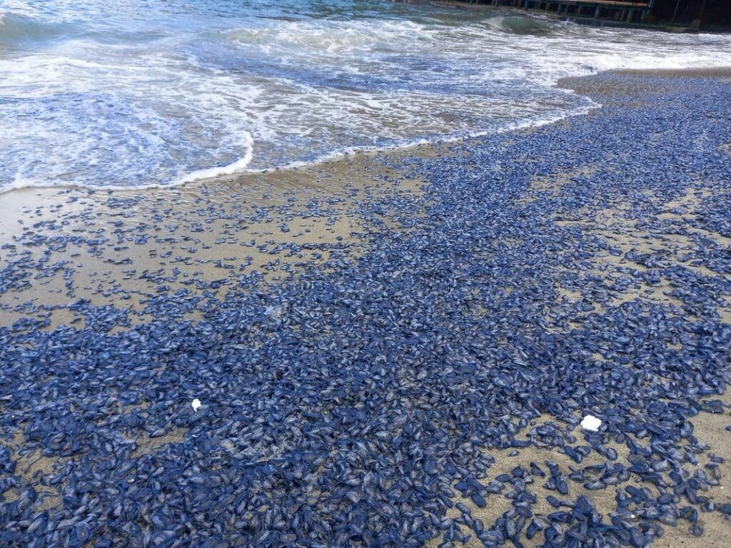 Velelle spiaggia Liguria