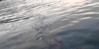 Genova, avvistata chiazza di idrocarburi davanti corso Italia, ma erano velelle velelle al largo Genova