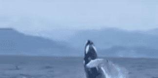 Megattera nel Mar Ligure, la sua salute preoccupa gli animalisti balena Megattera Arenzano 1 maggio 2023