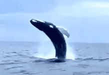 Noli, la Megattera torna a mostrarsi, sorvegliata dalla Guardia Costiera Megattera balena Genova